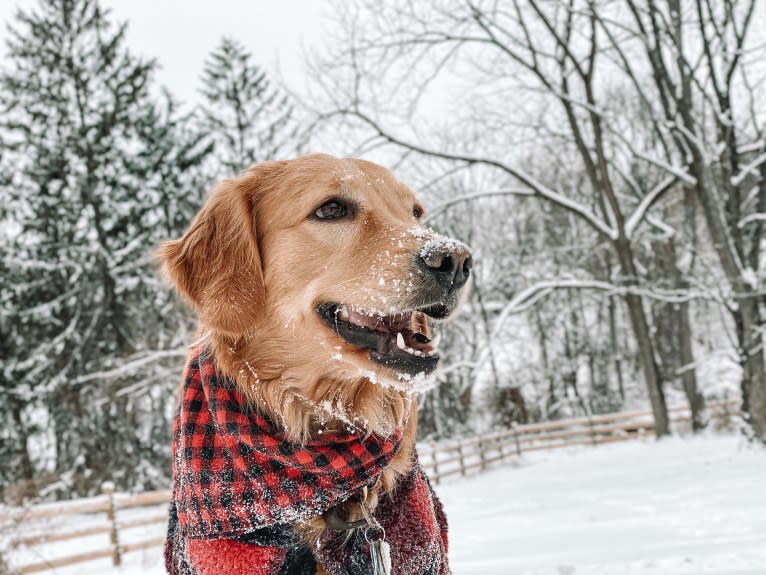 Marley, a Golden Retriever tested with EmbarkVet.com