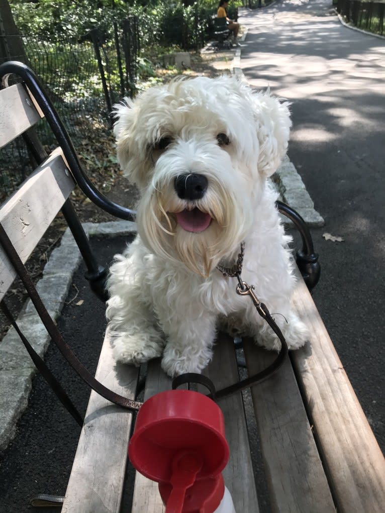 Photo of Pippa, a Sealyham Terrier  in New York, New York, USA