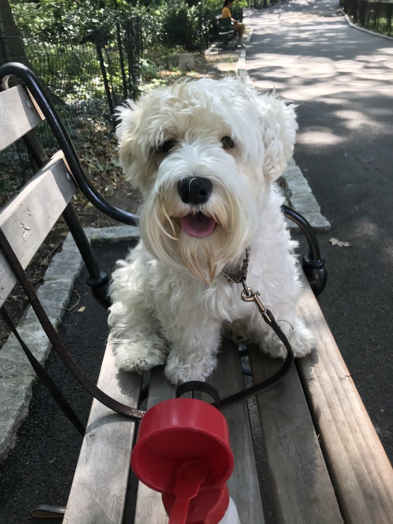 Pippa, a Sealyham Terrier tested with EmbarkVet.com