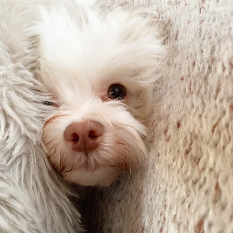 Caitlin Jr., a Havanese and Bichon Frise mix tested with EmbarkVet.com