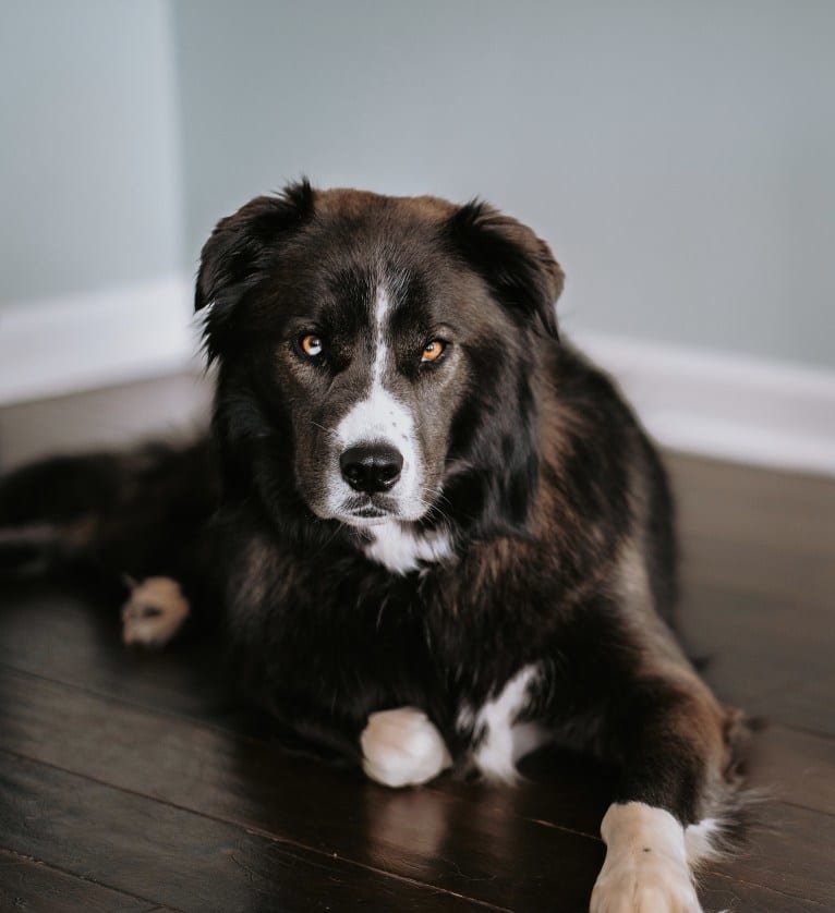 Maverick, a Siberian Husky and American Pit Bull Terrier mix tested with EmbarkVet.com