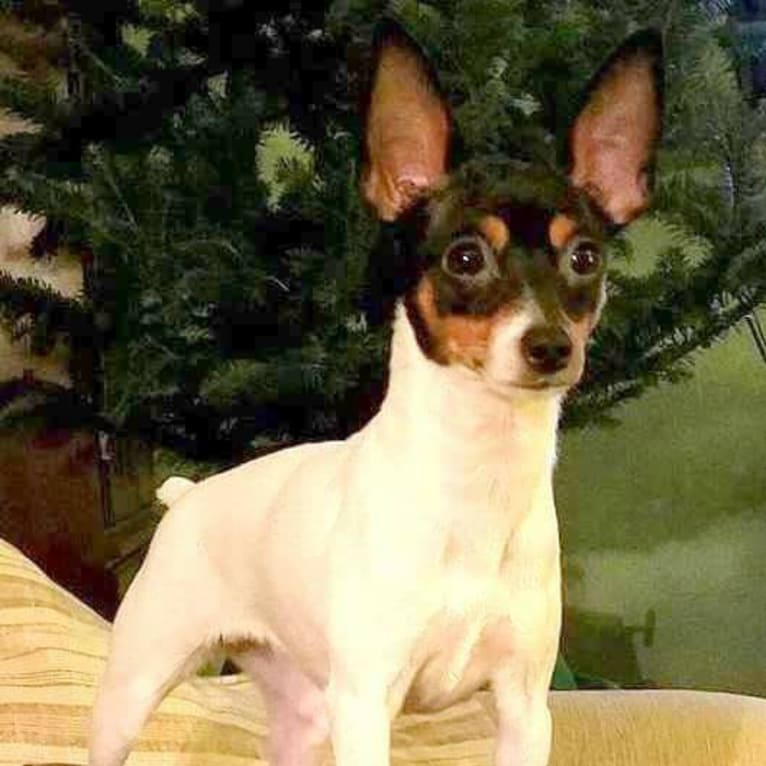 Molly, a Toy Fox Terrier tested with EmbarkVet.com