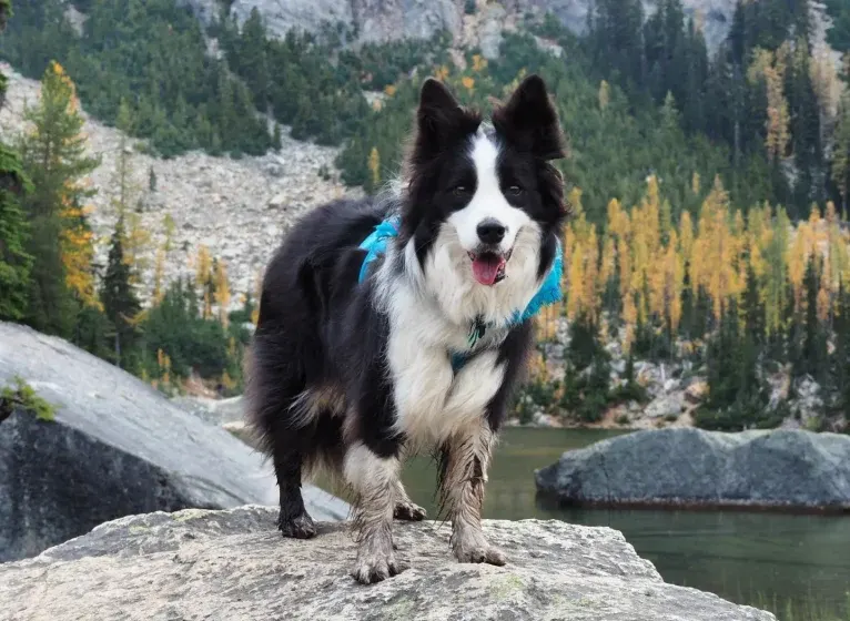 Kida, a Border Collie tested with EmbarkVet.com