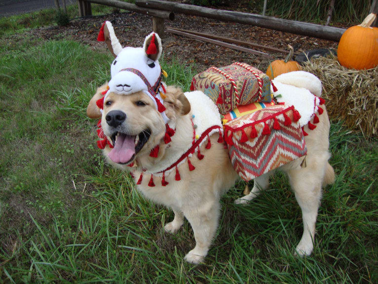 Tillie, a Newfoundland and Golden Retriever mix tested with EmbarkVet.com