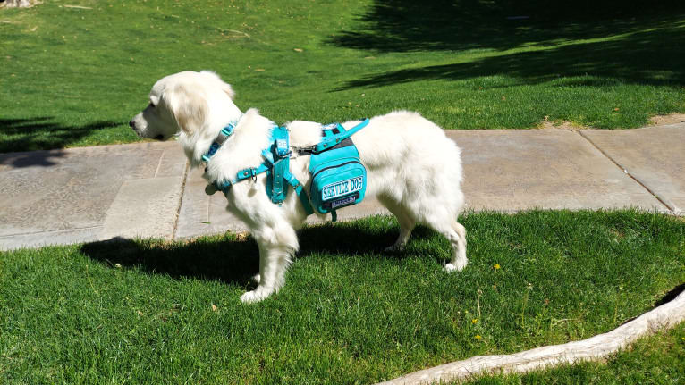 NordicWoof's Alaskan Winter, a Golden Retriever tested with EmbarkVet.com