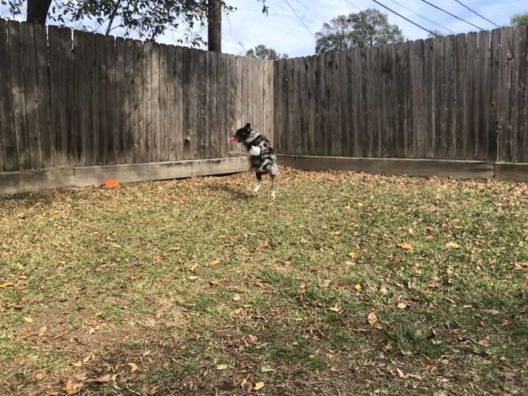 Zuzu, a Border Collie tested with EmbarkVet.com