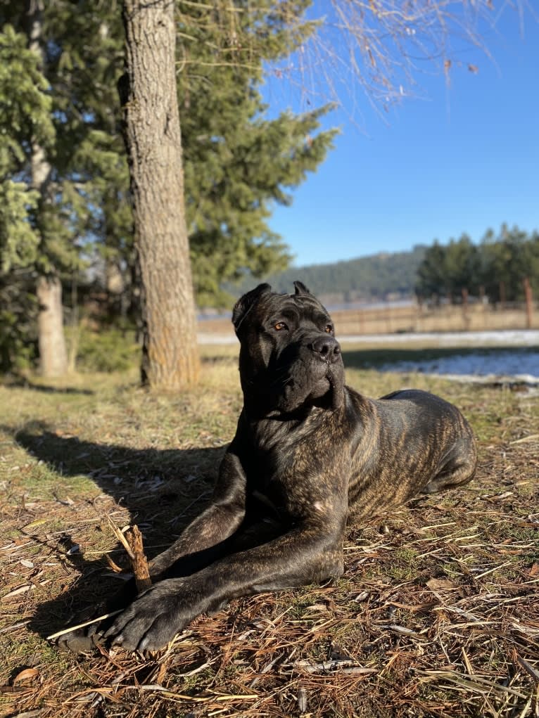 Riggs, a Boerboel and Neapolitan Mastiff mix tested with EmbarkVet.com