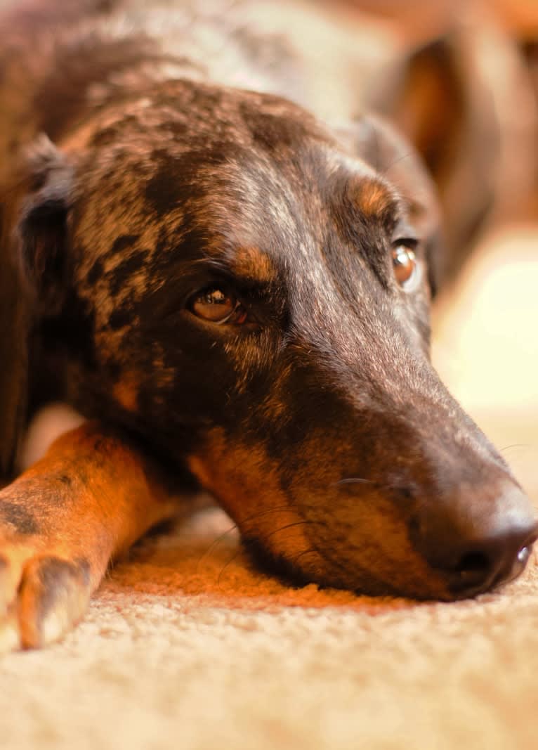 Cricket, a Doberman Pinscher and Rottweiler mix tested with EmbarkVet.com