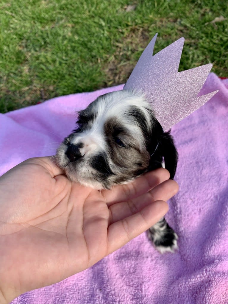 Vaquita, a Cocker Spaniel tested with EmbarkVet.com