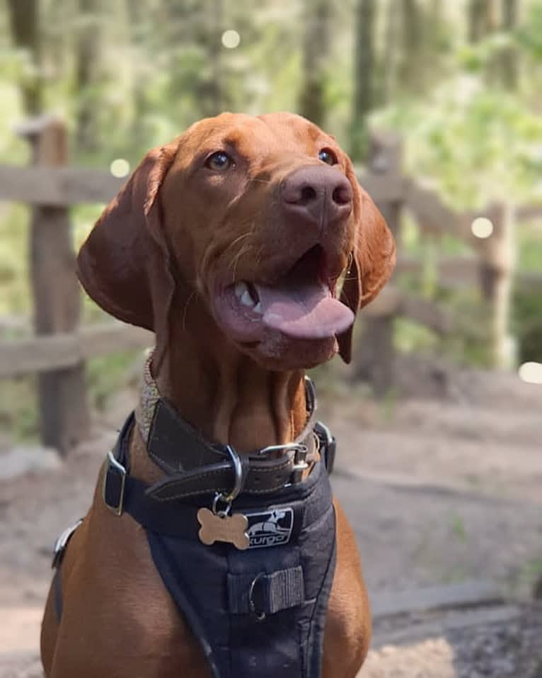 Bailey, a Vizsla tested with EmbarkVet.com