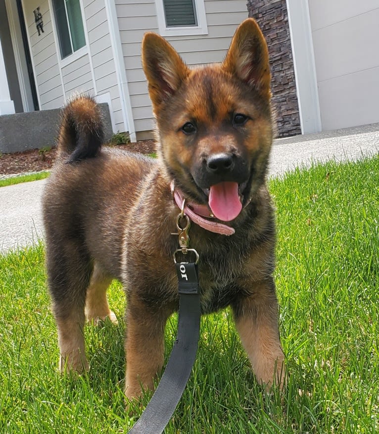 SuMi, a Jindo tested with EmbarkVet.com