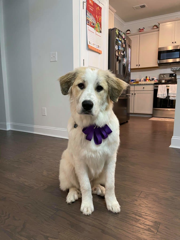 Dior, a Great Pyrenees tested with EmbarkVet.com