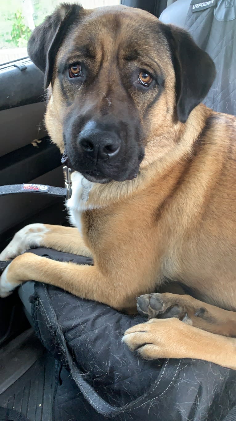 Fisher, an Anatolian Shepherd Dog tested with EmbarkVet.com