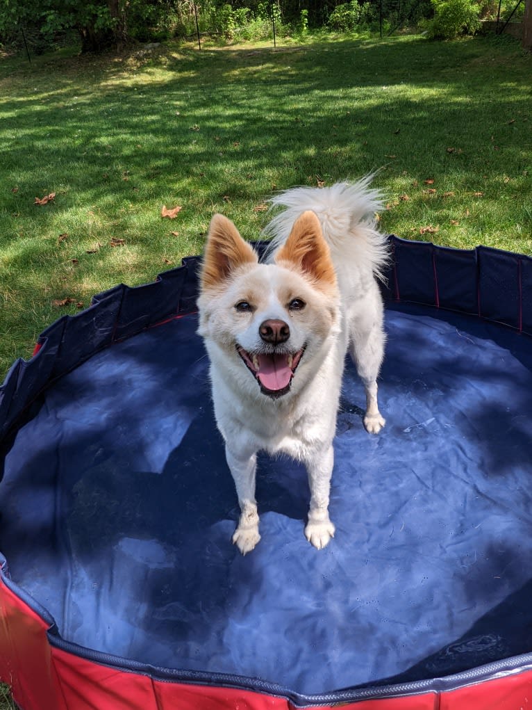 Artemis, a Japanese or Korean Village Dog tested with EmbarkVet.com