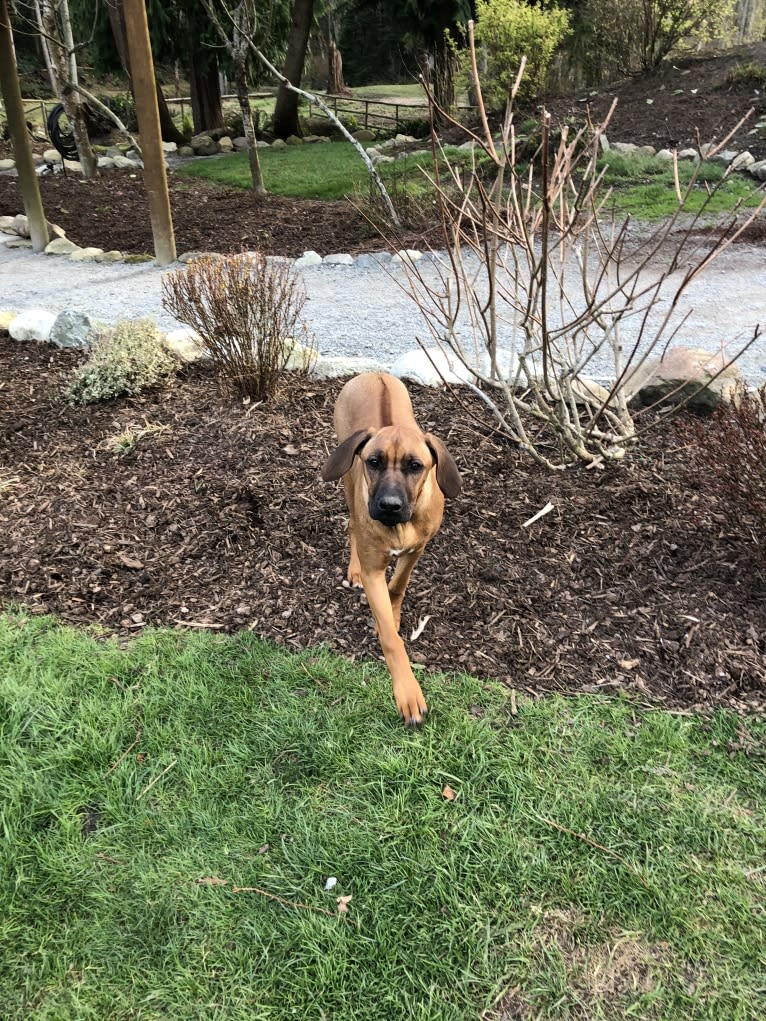 Diesel, a Rhodesian Ridgeback tested with EmbarkVet.com