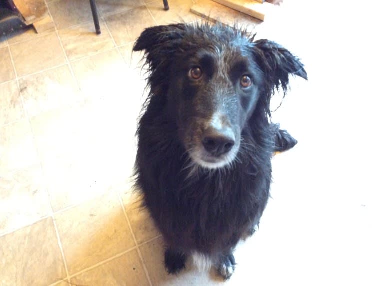 Zane, a Shetland Sheepdog and Labrador Retriever mix tested with EmbarkVet.com