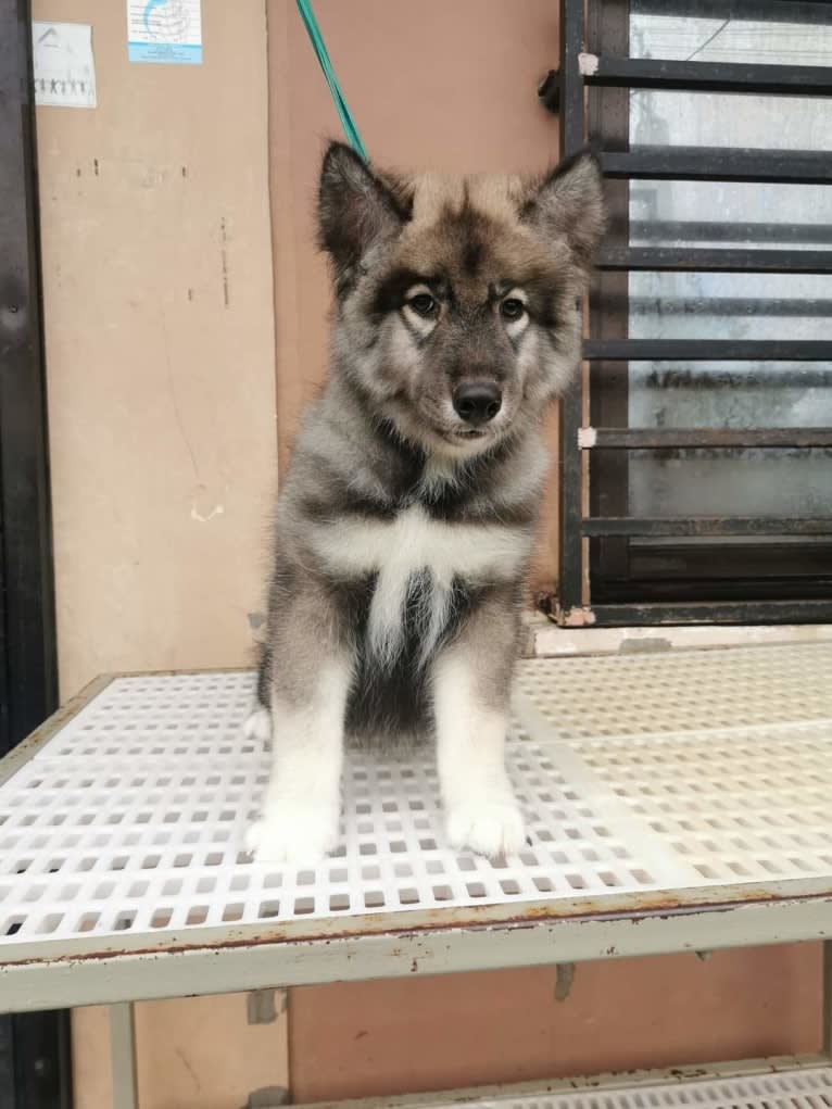 Mira, a Siberian Husky tested with EmbarkVet.com