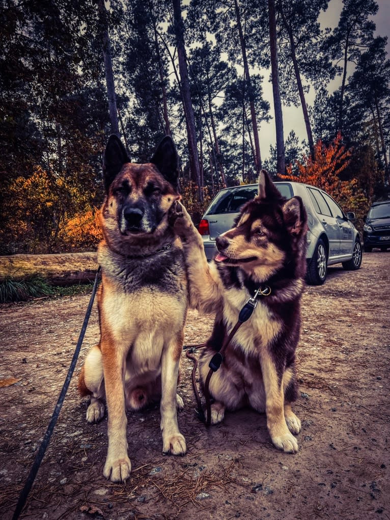 Anouk, a Yakutian Laika and Akita Inu mix tested with EmbarkVet.com