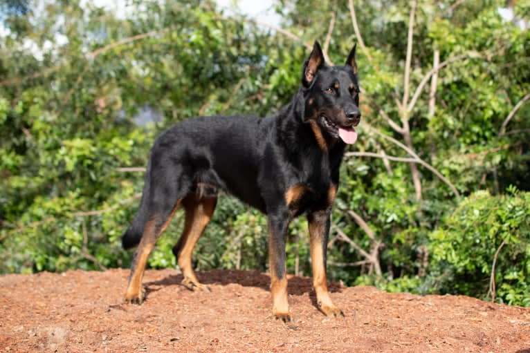 Atreyu, a Beauceron tested with EmbarkVet.com