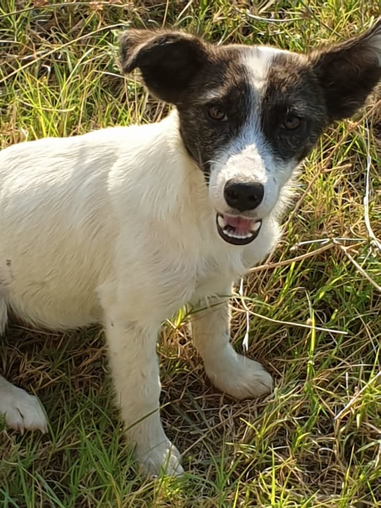 Lillyfee, an Eastern European Village Dog tested with EmbarkVet.com