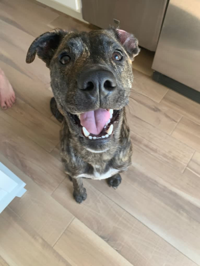 Ragu, an American Pit Bull Terrier and Siberian Husky mix tested with EmbarkVet.com