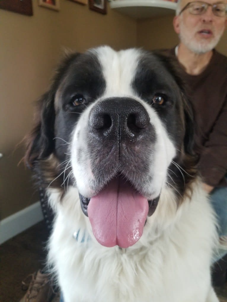 Waffles, a Saint Bernard tested with EmbarkVet.com