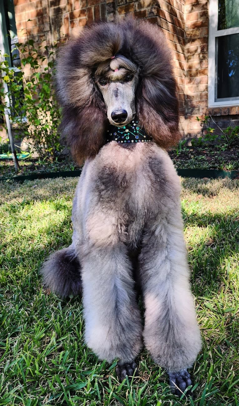 Arwen, a Poodle (Standard) tested with EmbarkVet.com