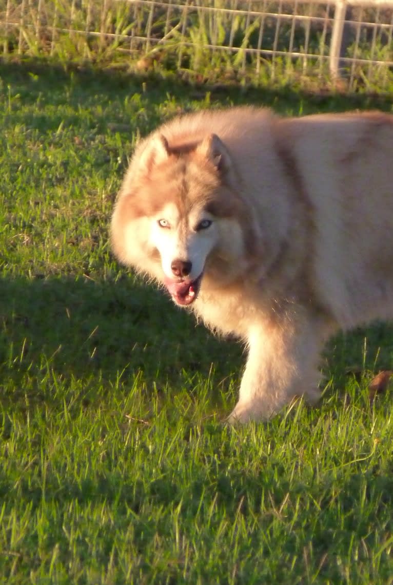"SAKARI" SUNSHINE SAKARI, a Siberian Husky tested with EmbarkVet.com