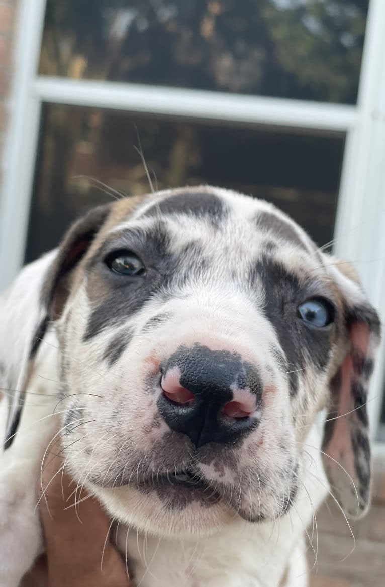 Cooper, a Great Dane tested with EmbarkVet.com