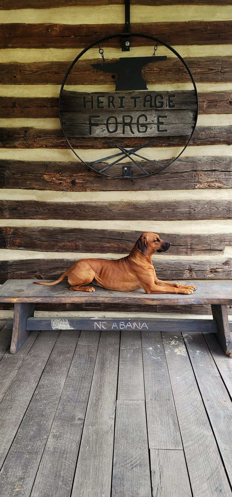 Willow, a Rhodesian Ridgeback tested with EmbarkVet.com