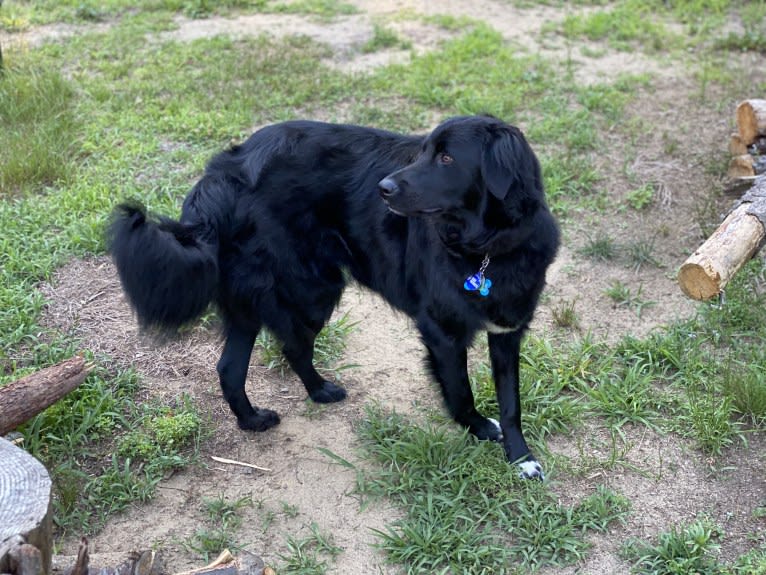 Care Bear Ross, a Labrador Retriever and Australian Cattle Dog mix tested with EmbarkVet.com