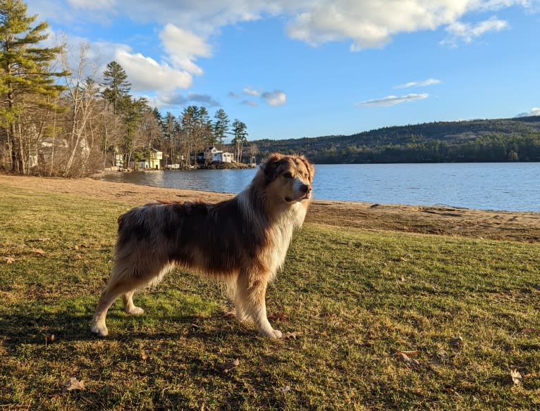 Neville, an Australian Shepherd tested with EmbarkVet.com