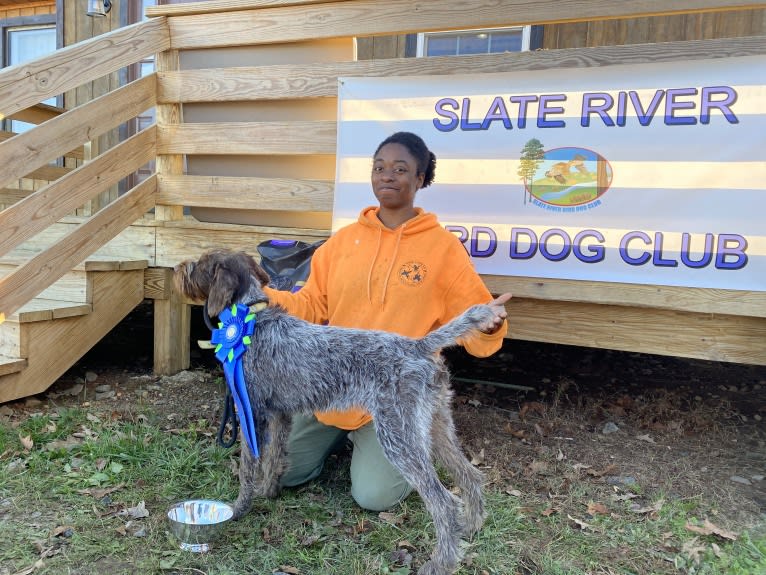 Olive, a German Wirehaired Pointer tested with EmbarkVet.com