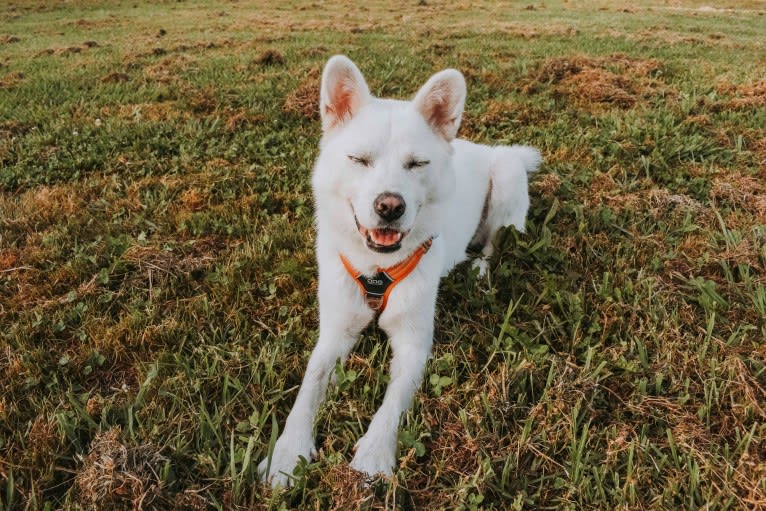 Nuru, a Japanese or Korean Village Dog and Jindo mix tested with EmbarkVet.com