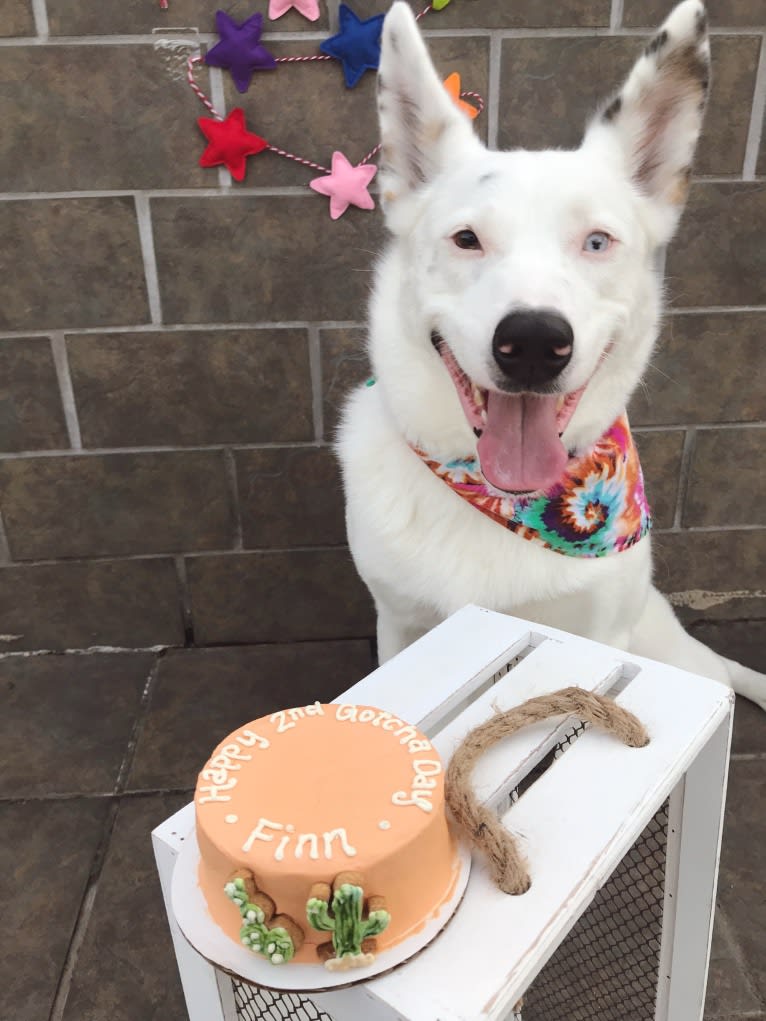 Finn, an Australian Cattle Dog and Australian Shepherd mix tested with EmbarkVet.com