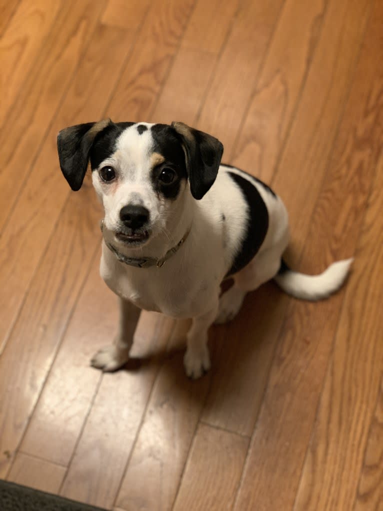 Santino, a German Shorthaired Pointer and Rat Terrier mix tested with EmbarkVet.com