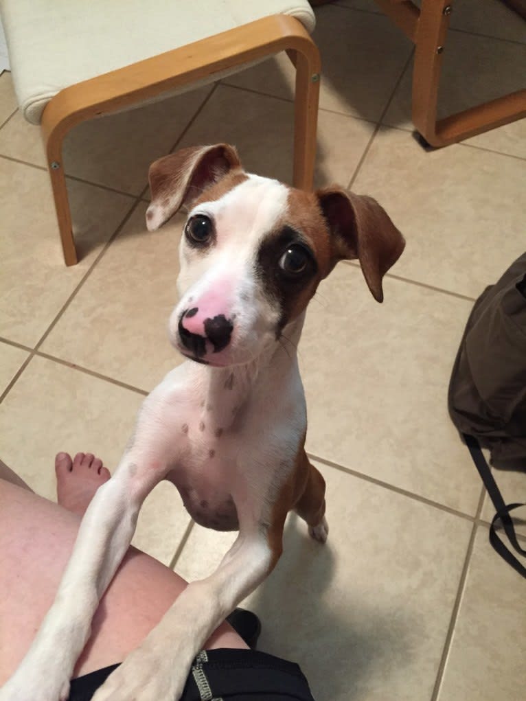 Klaus, an American Pit Bull Terrier and Chihuahua mix tested with EmbarkVet.com