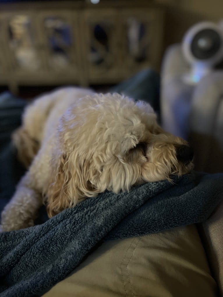 Leo, a Cavapoo tested with EmbarkVet.com