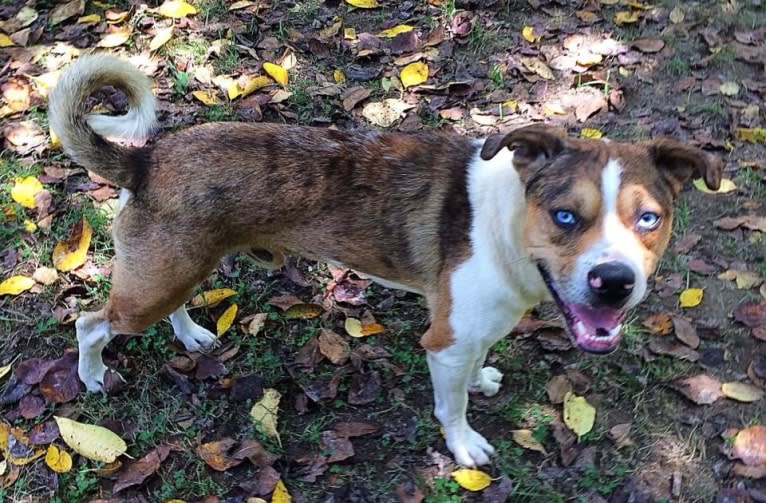 Thor, a Boston Terrier and Siberian Husky mix tested with EmbarkVet.com