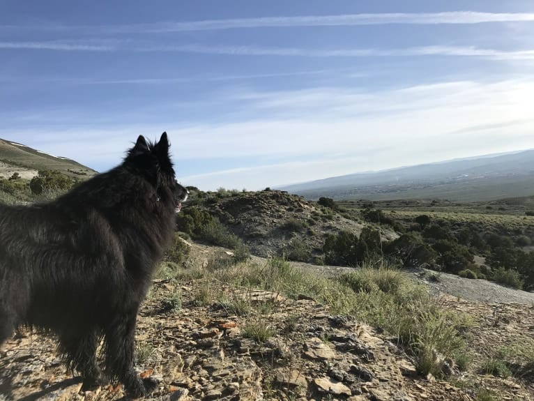 Mo, a Keeshond and Border Collie mix tested with EmbarkVet.com