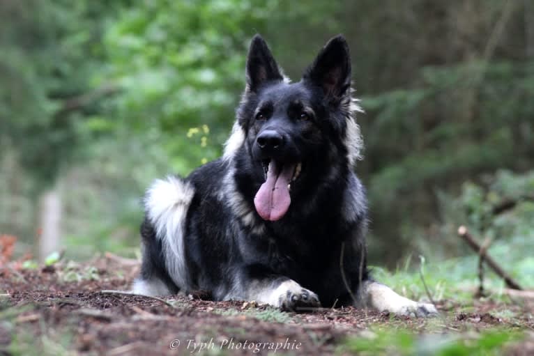 Orkane Du Phénix Argenté, a German Shepherd Dog tested with EmbarkVet.com