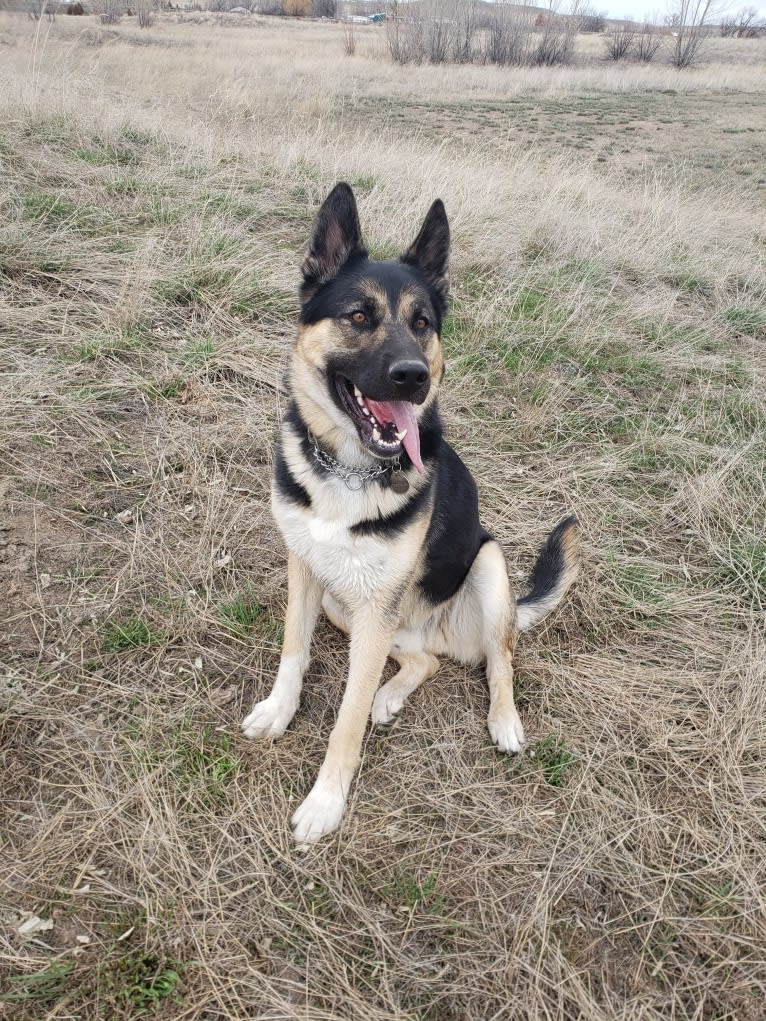 Percy, a German Shepherd Dog and Siberian Husky mix tested with EmbarkVet.com