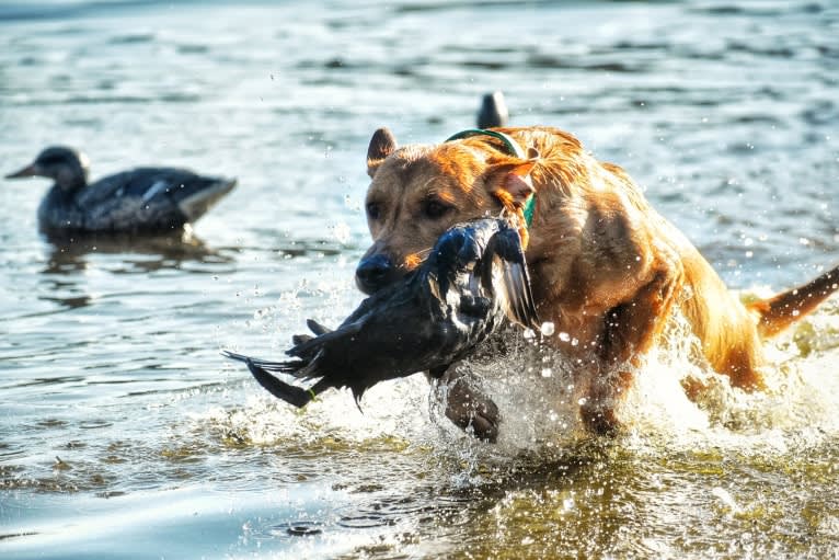 Murc, a Labrador Retriever tested with EmbarkVet.com