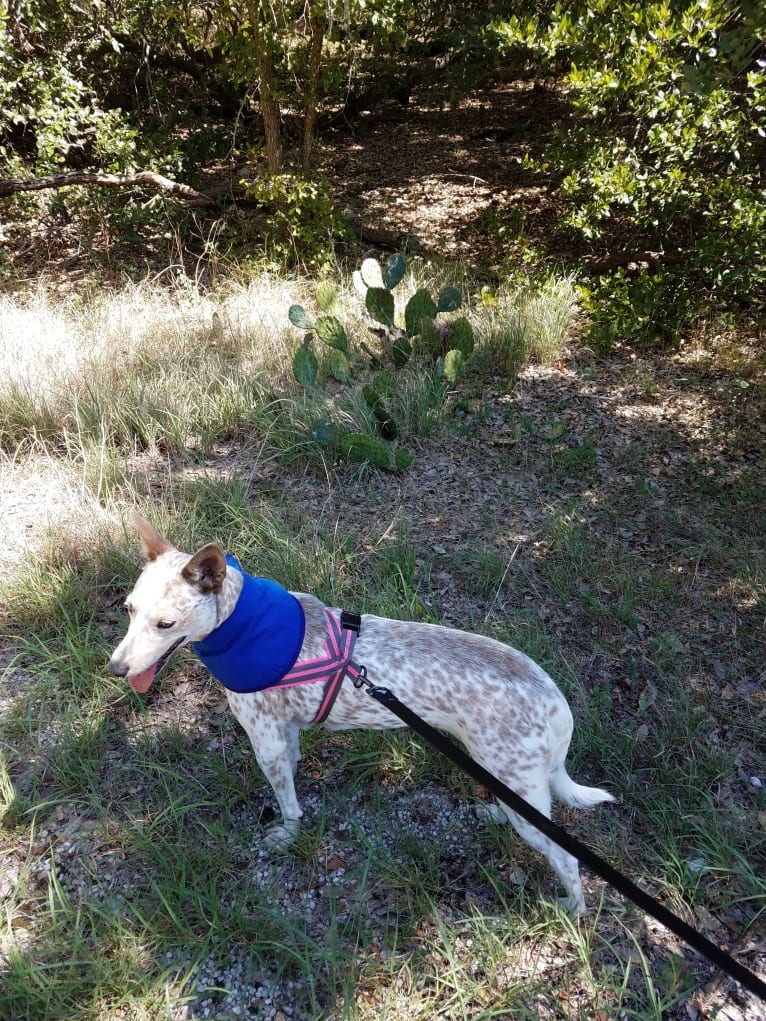 Bella, an Australian Cattle Dog and Catahoula Leopard Dog mix tested with EmbarkVet.com