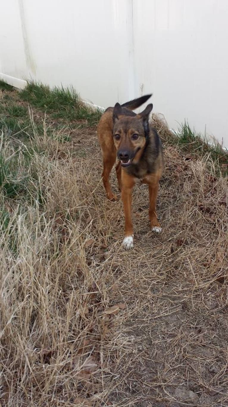 Lady, an European Village Dog and Alaskan Malamute mix tested with EmbarkVet.com