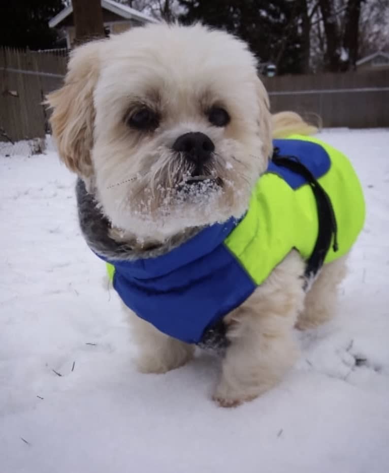 Ziggy Stardust, a Lhasa Apso and Shih Tzu mix tested with EmbarkVet.com