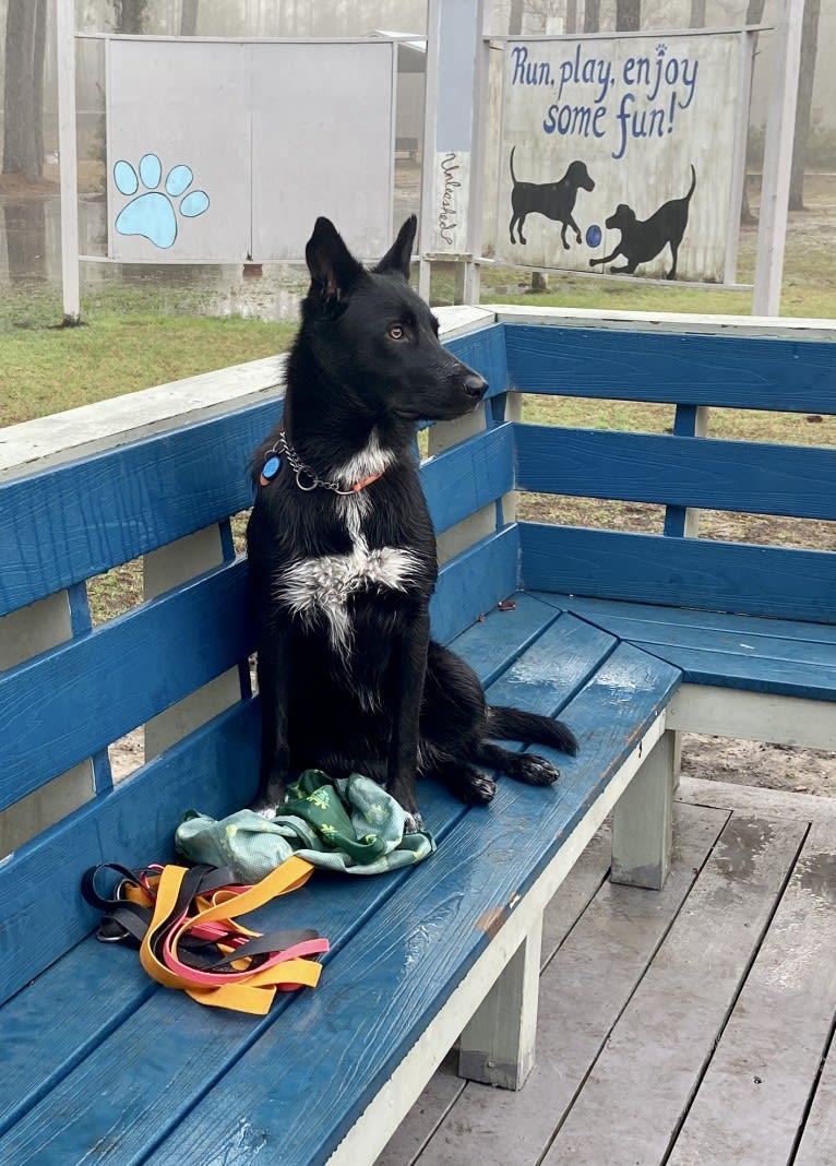 Donny El Dante, a Border Collie and German Shepherd Dog mix tested with EmbarkVet.com