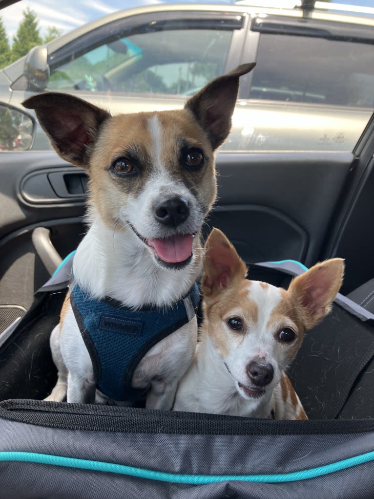 Daisy, a Chihuahua and Rat Terrier mix tested with EmbarkVet.com