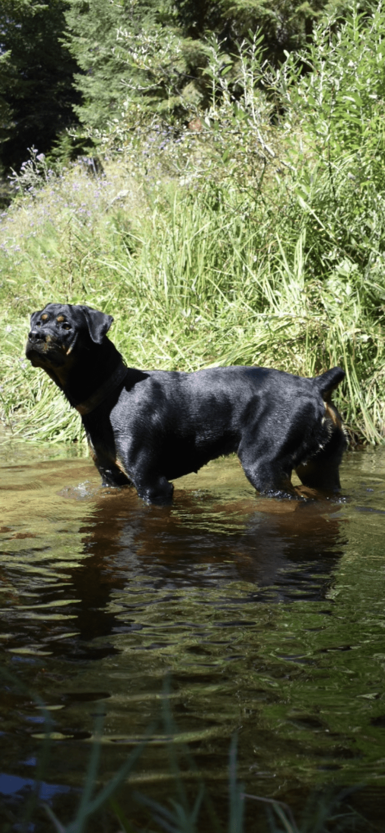 Daisy Mae, a Rottweiler tested with EmbarkVet.com