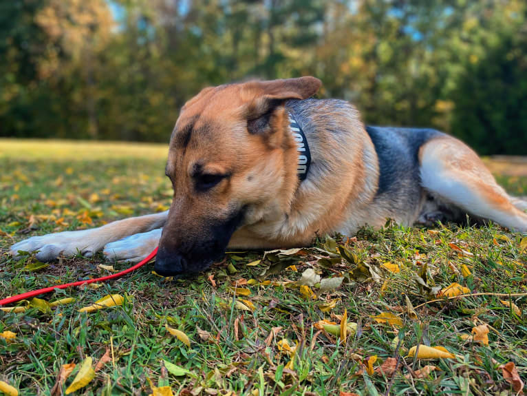 Strider, a German Shepherd Dog tested with EmbarkVet.com